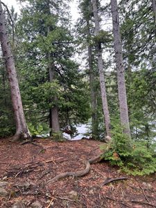 Good hammock trees