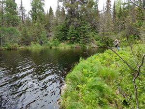 Wolverine Lake Beaver Dam