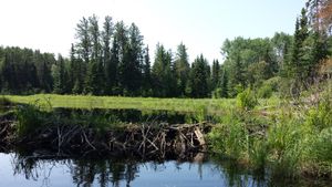 Beaver dam on Horse river