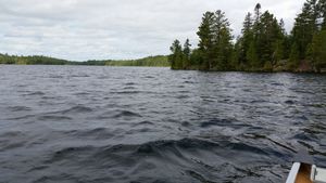 Bald eagle perched on Canadian island in Birch Lake