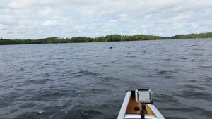 One of many loons on Birch Lake