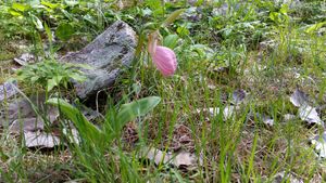 Showy Lady Slipper