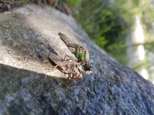 Dragonfly just emerging