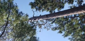 Piliated woodpecker nest