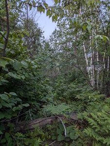 Overgrown latrine trail