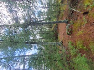 tent pad in trees