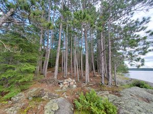 fire pit and tent site