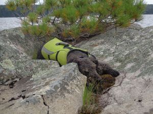 Napping on Lunch Island