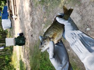 Smallmouth snack