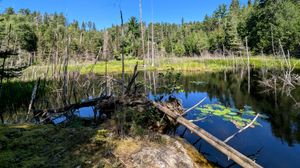 View of swamp from cherry side