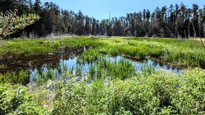 View of swamp from lunar side