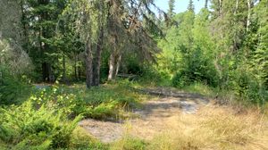 Clearing in trees at top of trail