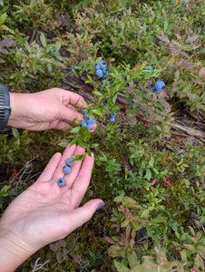 blueberries