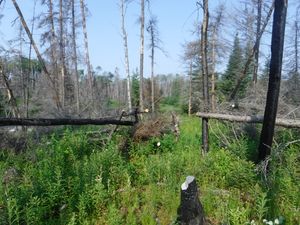 Burned portage east of Musclow Lake