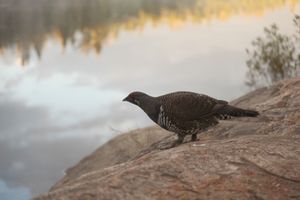 Grouse