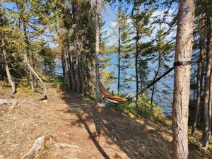 Hammock Trees