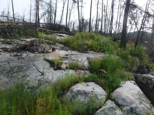 Burned Artery campsite looking northeast