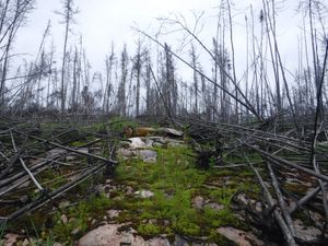 Longest WCPP portage at north end looking south