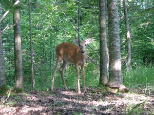 Tame wildlife