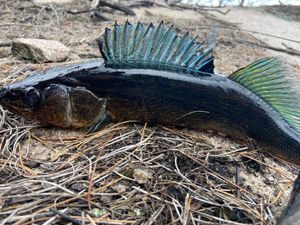 Blue Walleye