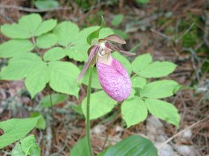 Showy Lady Slipper