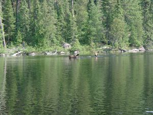 Swimming moose